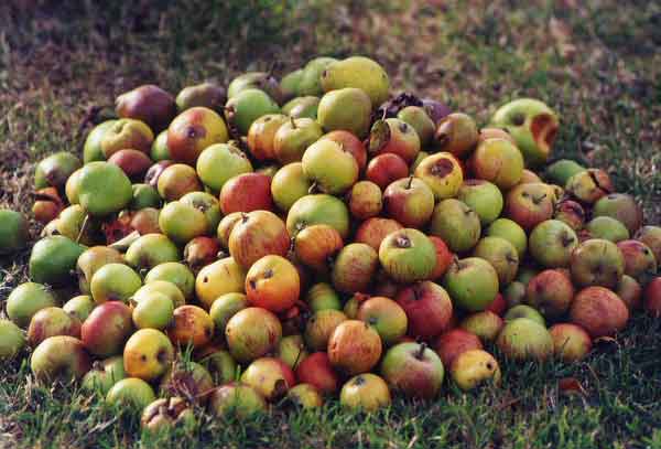 pile-of-apples